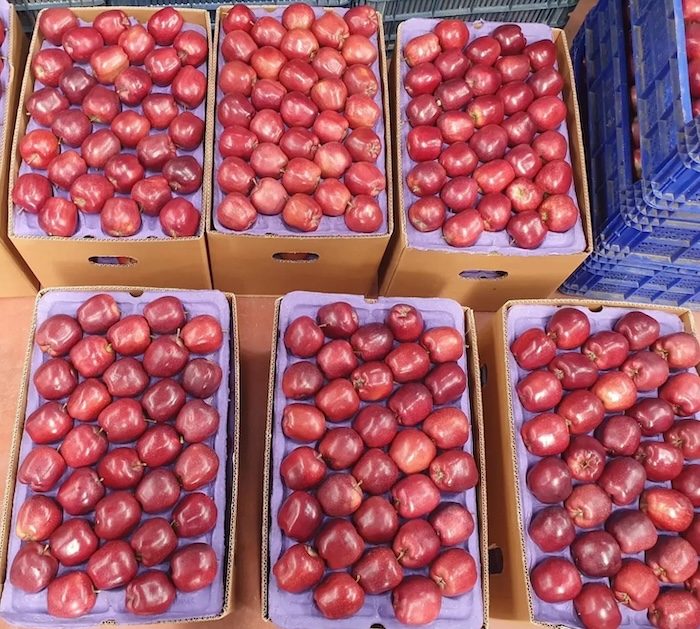 Red Delicious Apple 18 kg Bushel Box