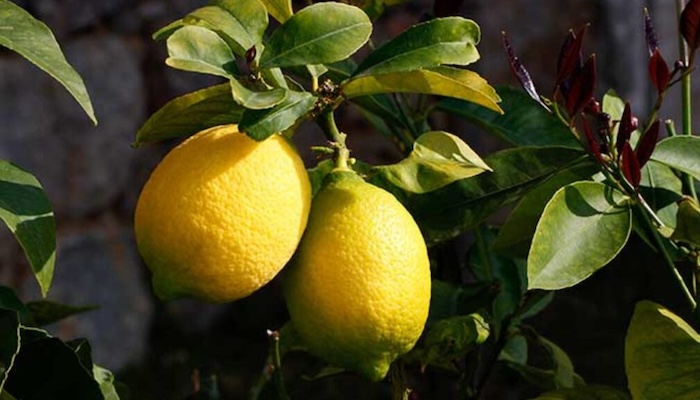 Turkey Lemon Exporters