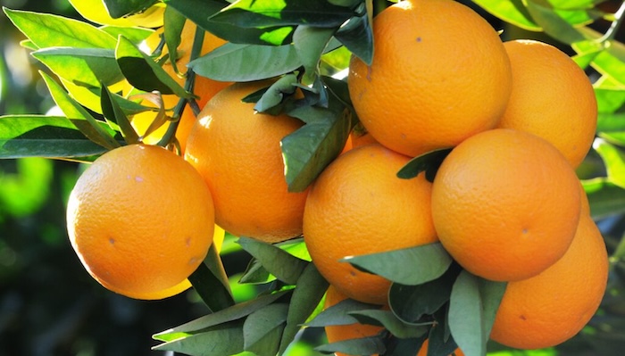 Turkey Orange Exporters