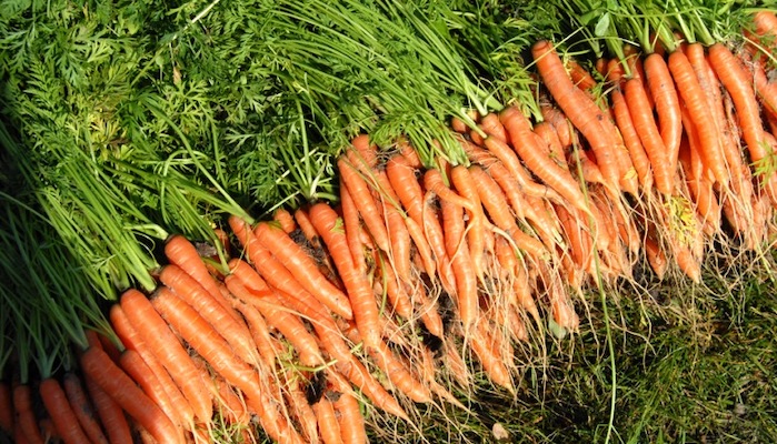 Turkey Carrot Exporters