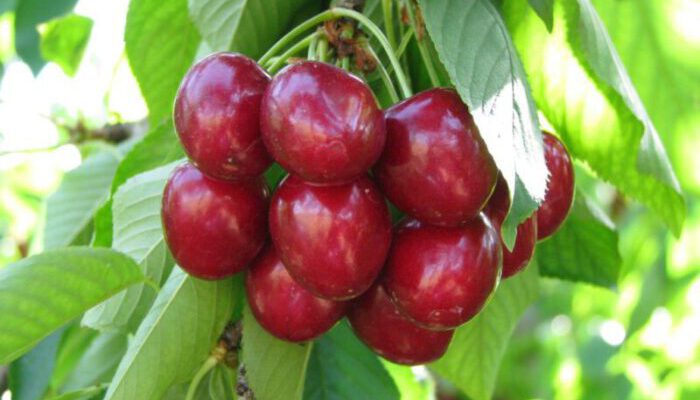 Turkey Cherry Exporters