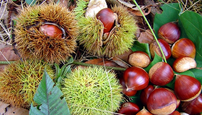 Turkey Chestnut Exporters