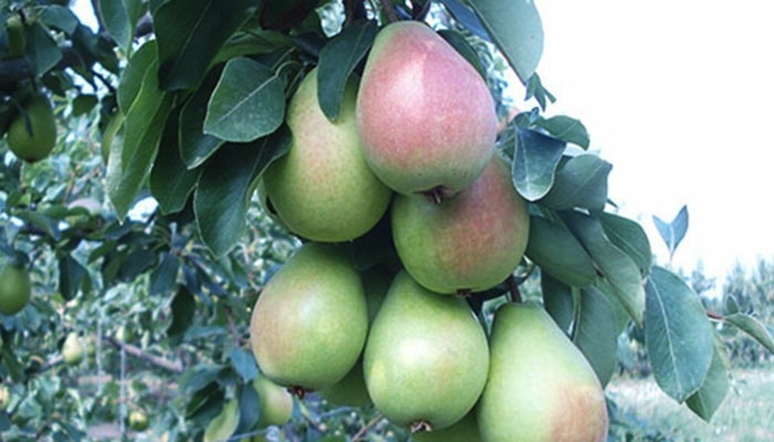 Turkish Pear Exporters
