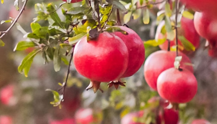 Turkey Pomegranate Exporters