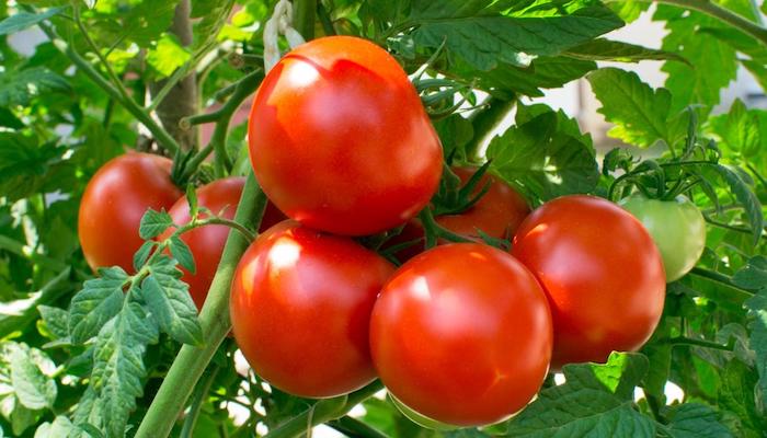 Turkey Tomato Exporters